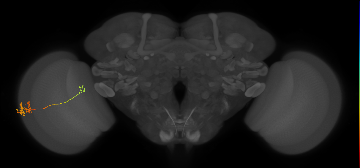 TmY10_L (MaleCNS:531351)