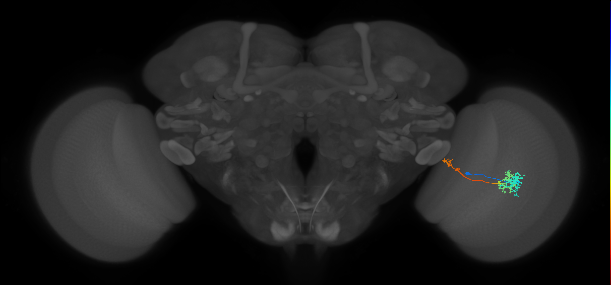 TmY10_R (MaleCNS:68832)