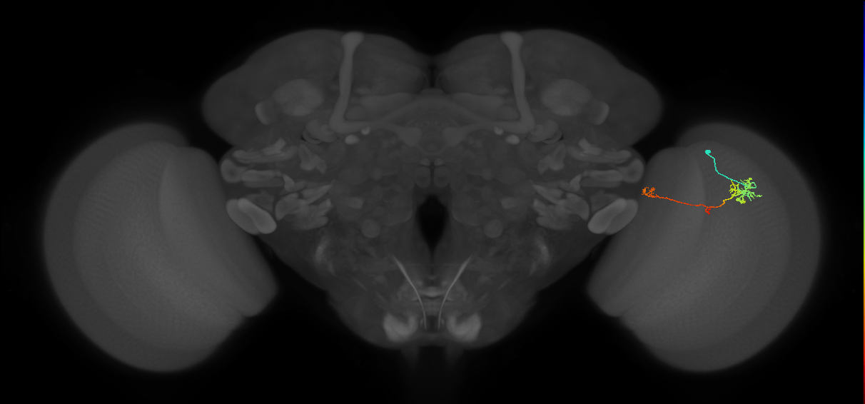 TmY10_R (MaleCNS:90341)