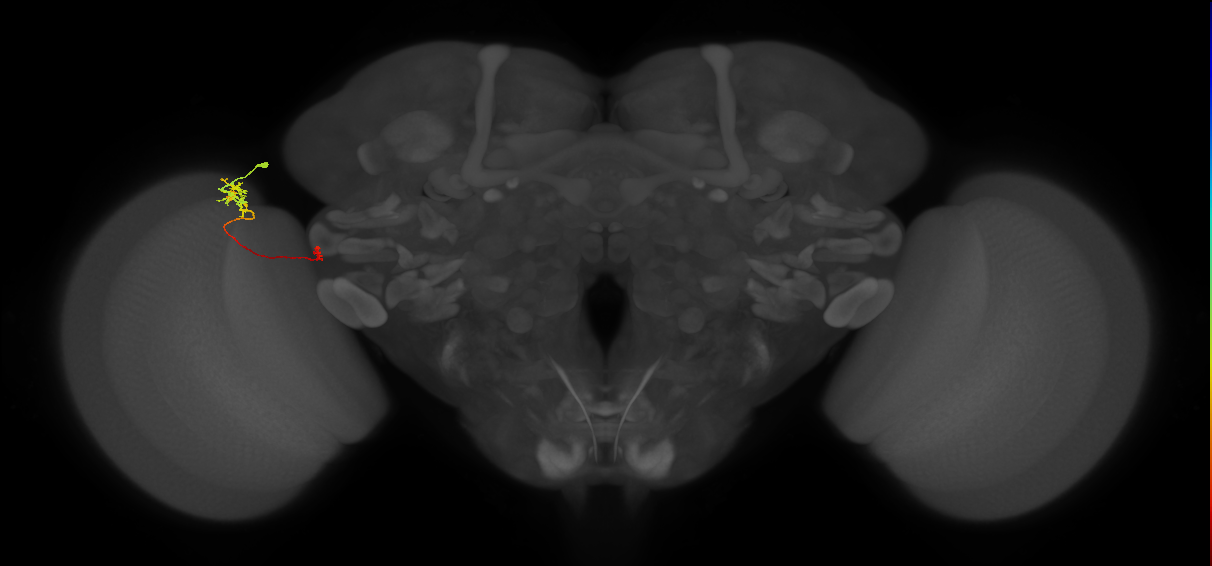 TmY10_L (MaleCNS:70973)