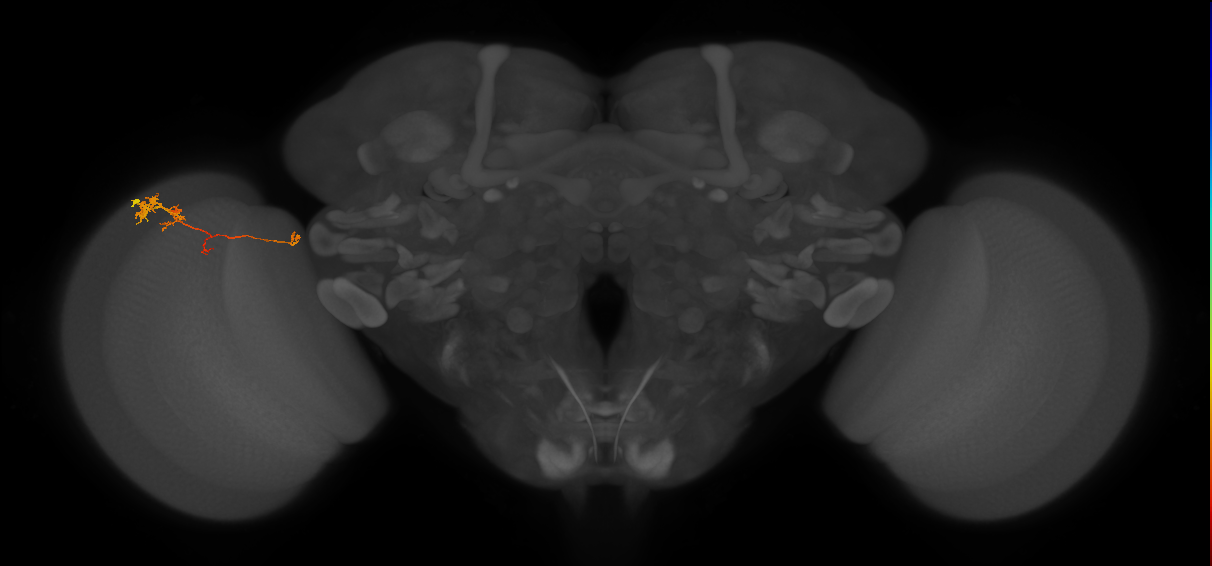 TmY10_L (MaleCNS:549298)
