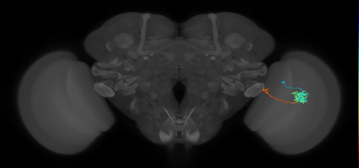TmY10_R (MaleCNS:46330)