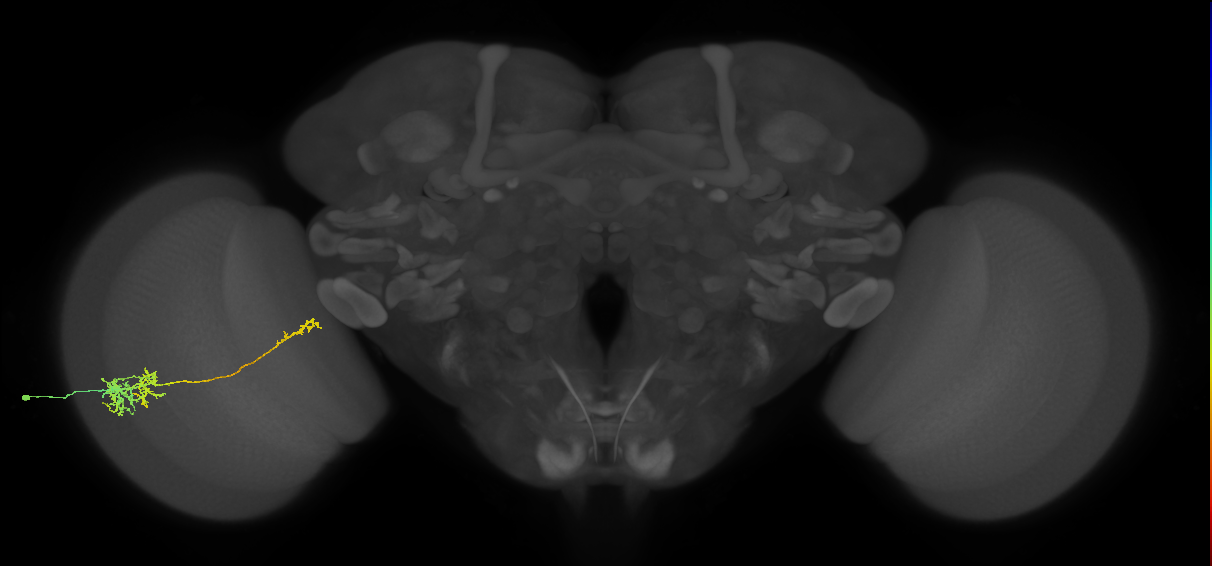 TmY10_L (MaleCNS:525329)