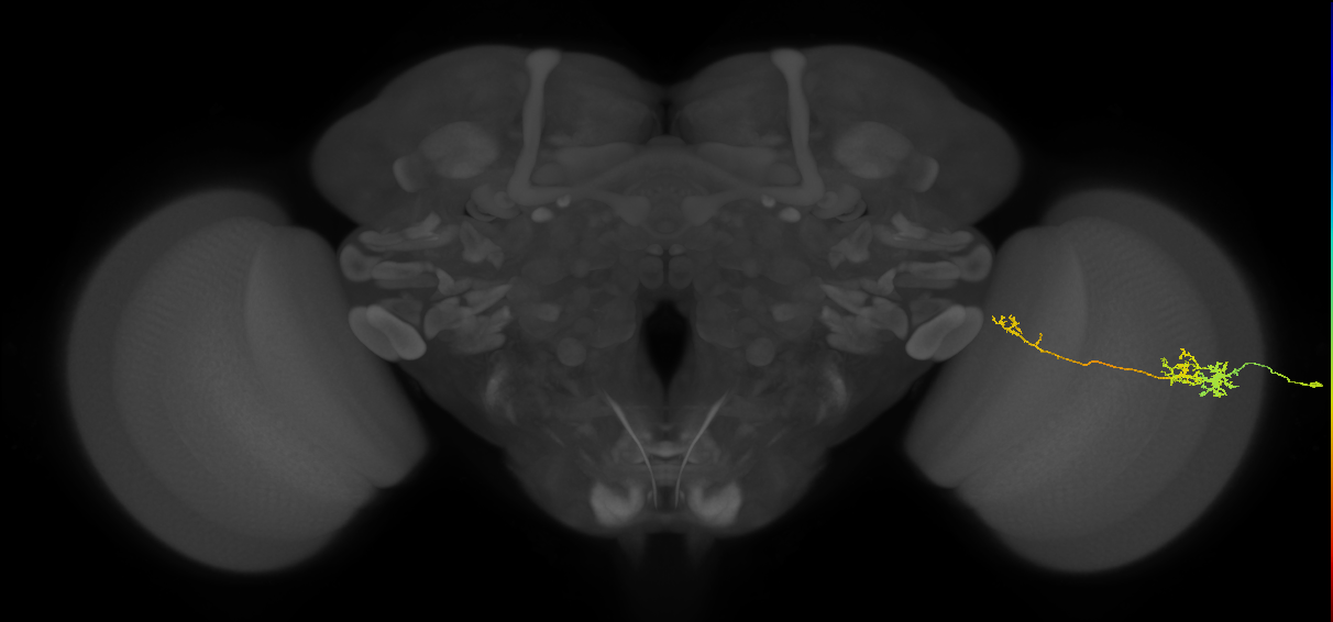 TmY10_R (MaleCNS:78788)