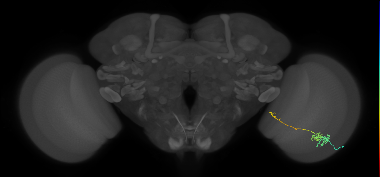 TmY10_R (MaleCNS:541831)