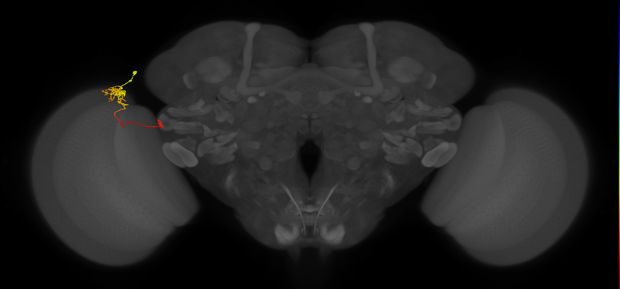 TmY10_L (MaleCNS:190397)