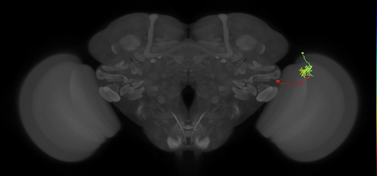 TmY10_R (MaleCNS:99971)