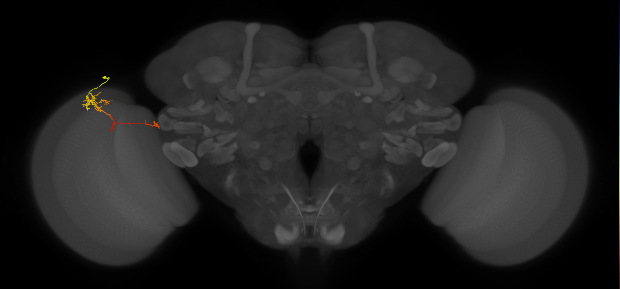 TmY10_L (MaleCNS:102521)