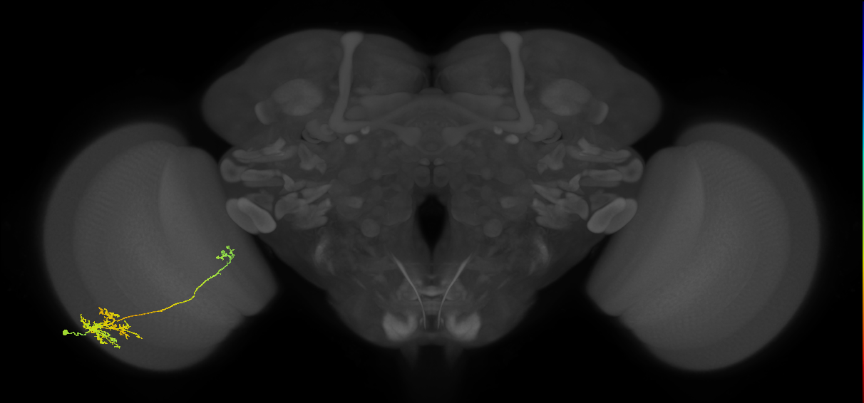 TmY10_L (MaleCNS:39627)