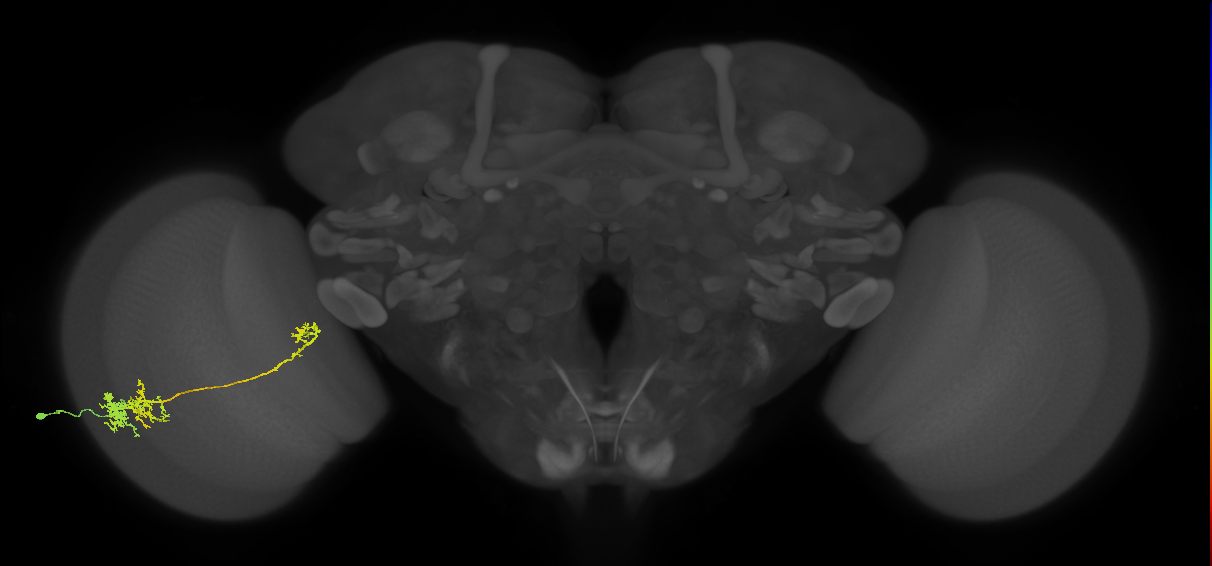 TmY10_L (MaleCNS:534059)