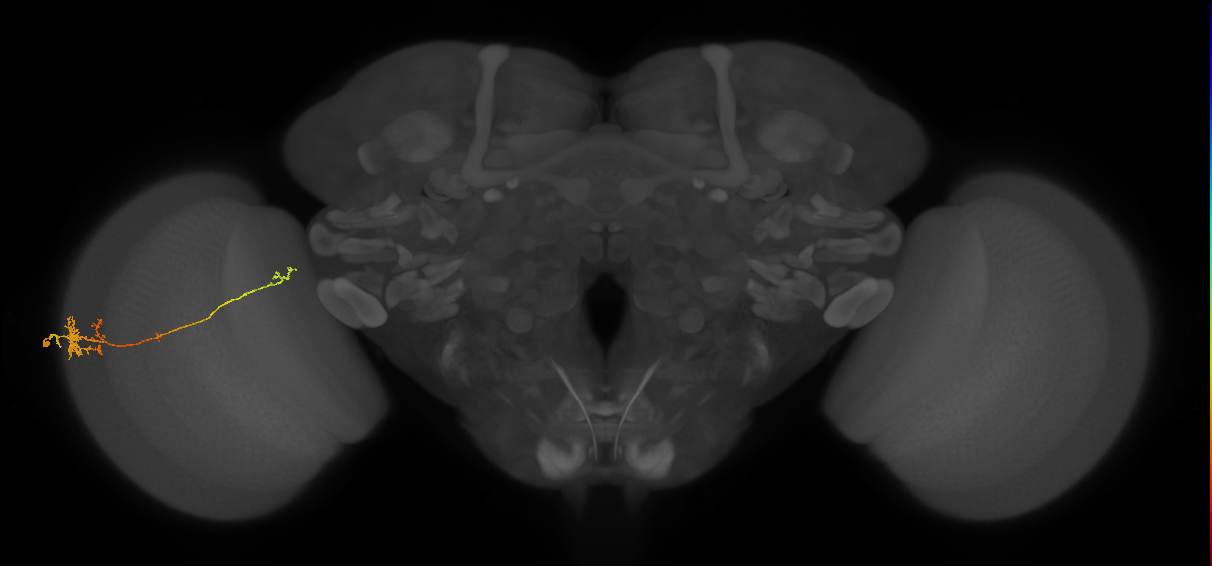 TmY10_L (MaleCNS:14824)