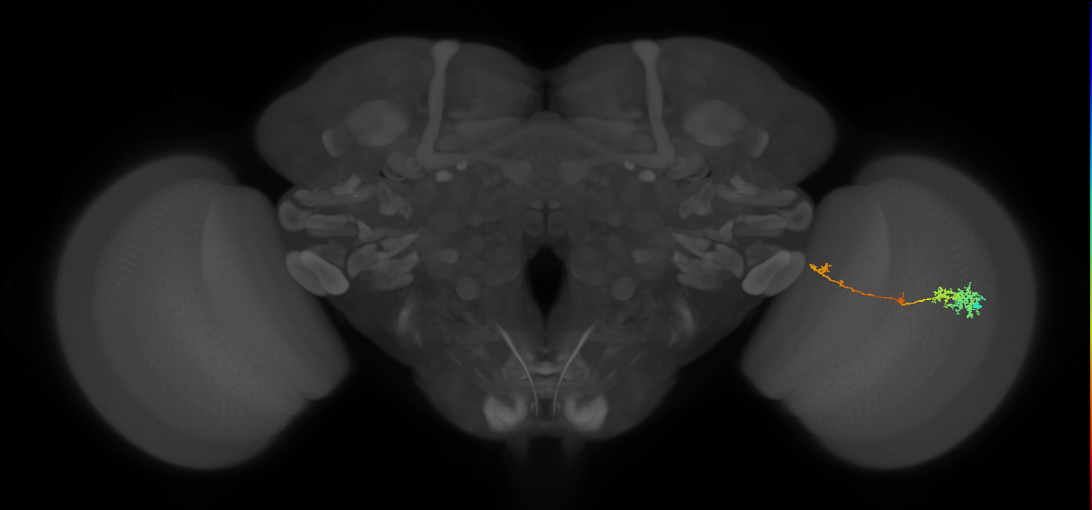 TmY10_R (MaleCNS:67423)