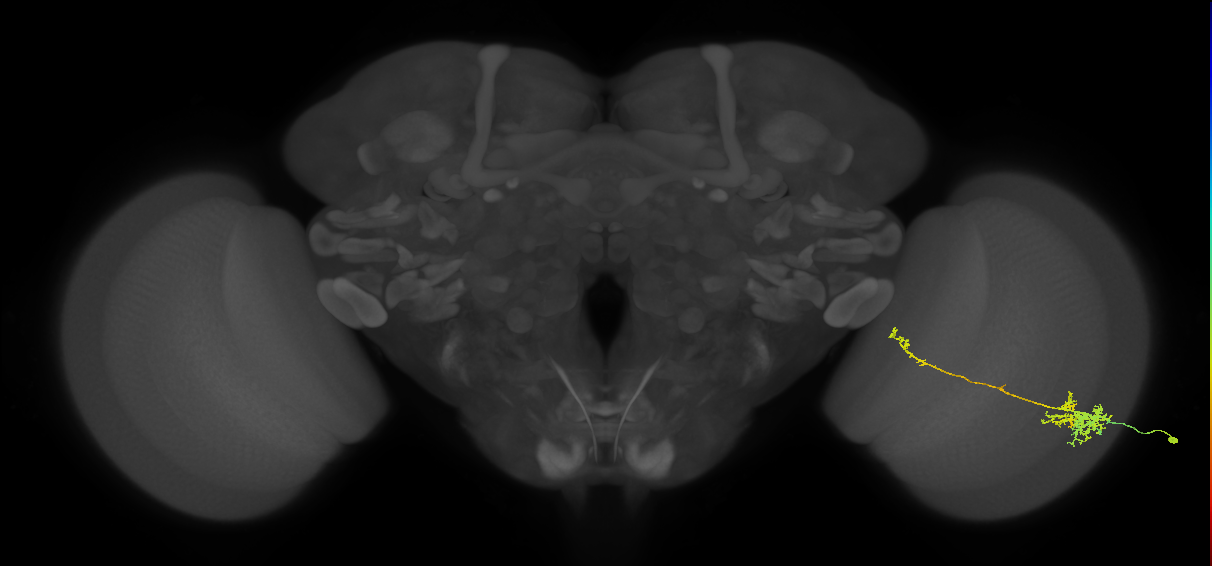 TmY10_R (MaleCNS:44852)
