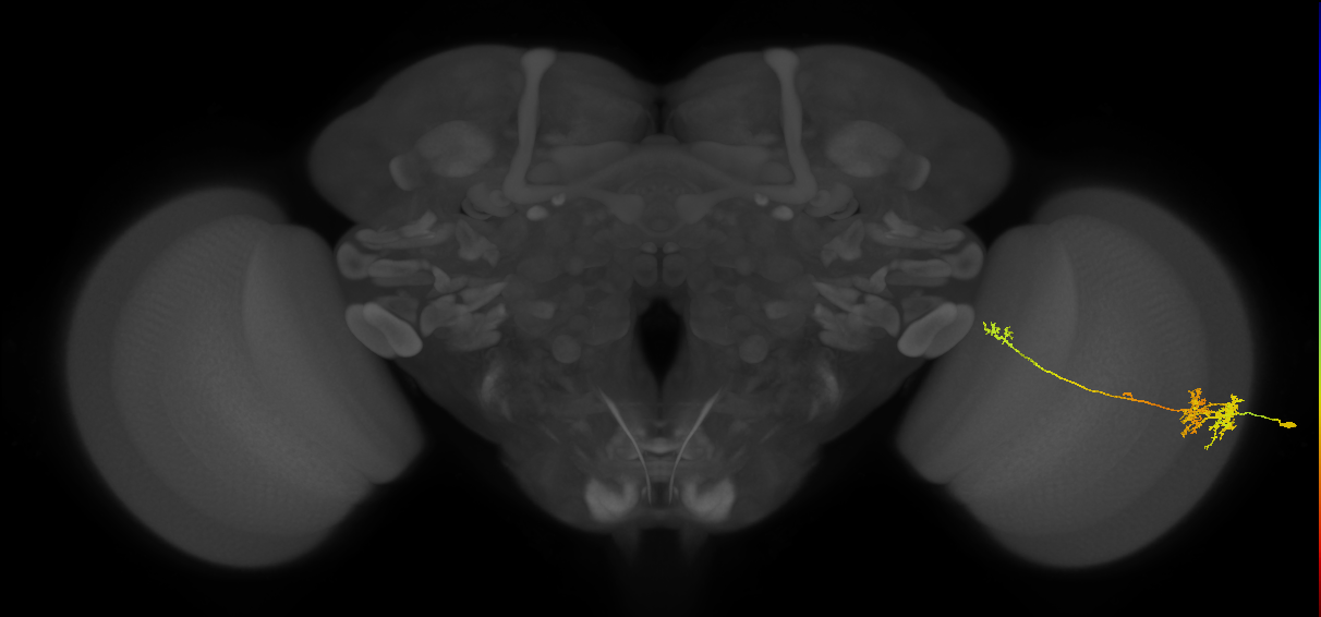 TmY10_R (MaleCNS:45726)