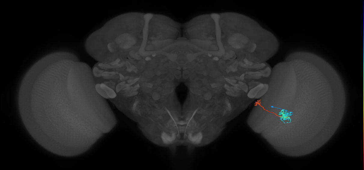TmY10_R (MaleCNS:77278)