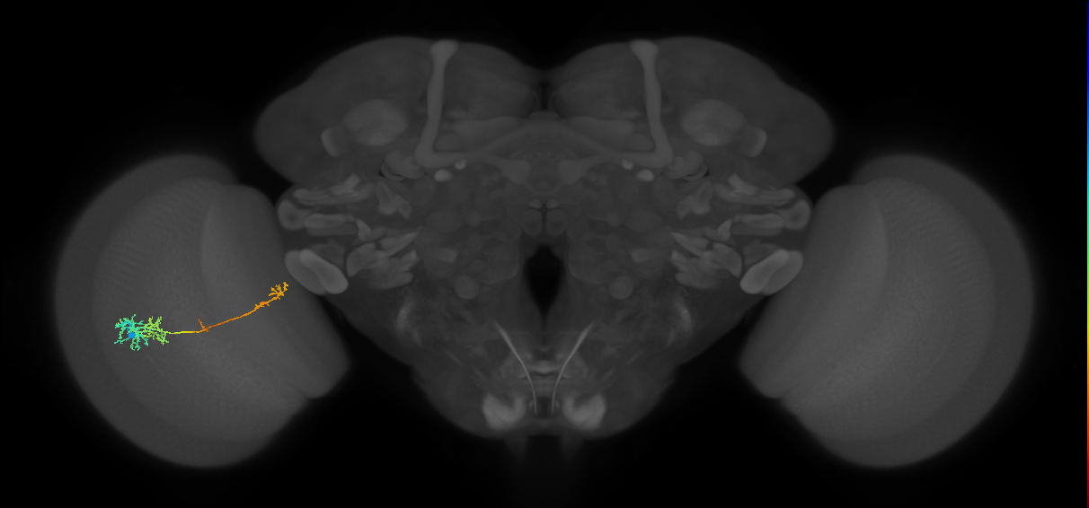 TmY10_L (MaleCNS:60163)