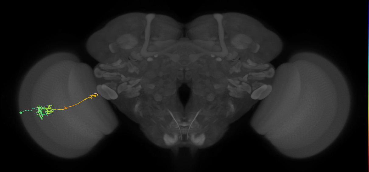 TmY10_L (MaleCNS:517435)