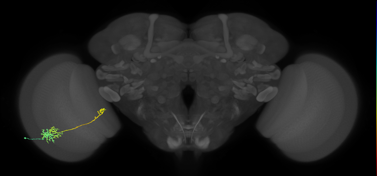 TmY10_L (MaleCNS:513208)