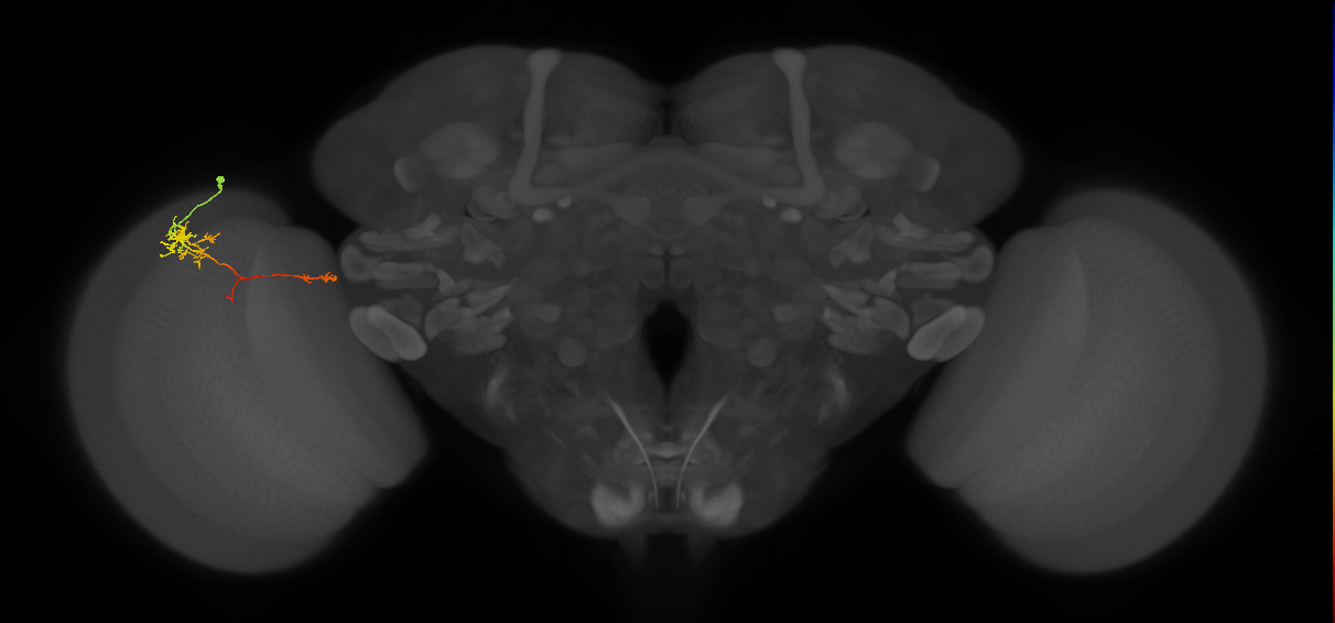 TmY10_L (MaleCNS:108676)