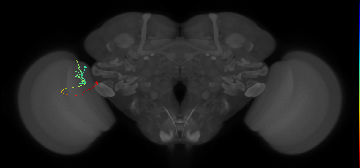 TmY10_L (MaleCNS:67376)