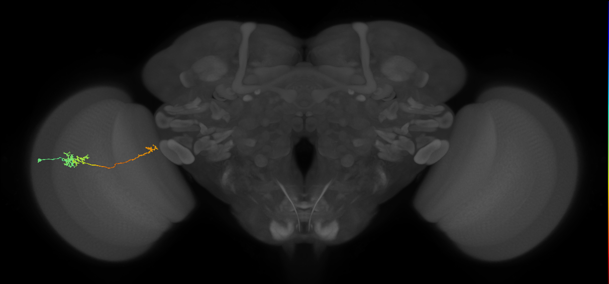 TmY10_L (MaleCNS:73553)