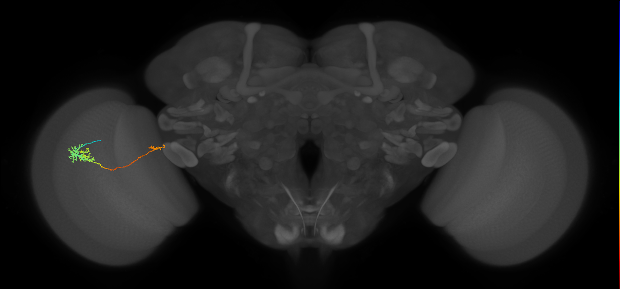 TmY10_L (MaleCNS:520672)