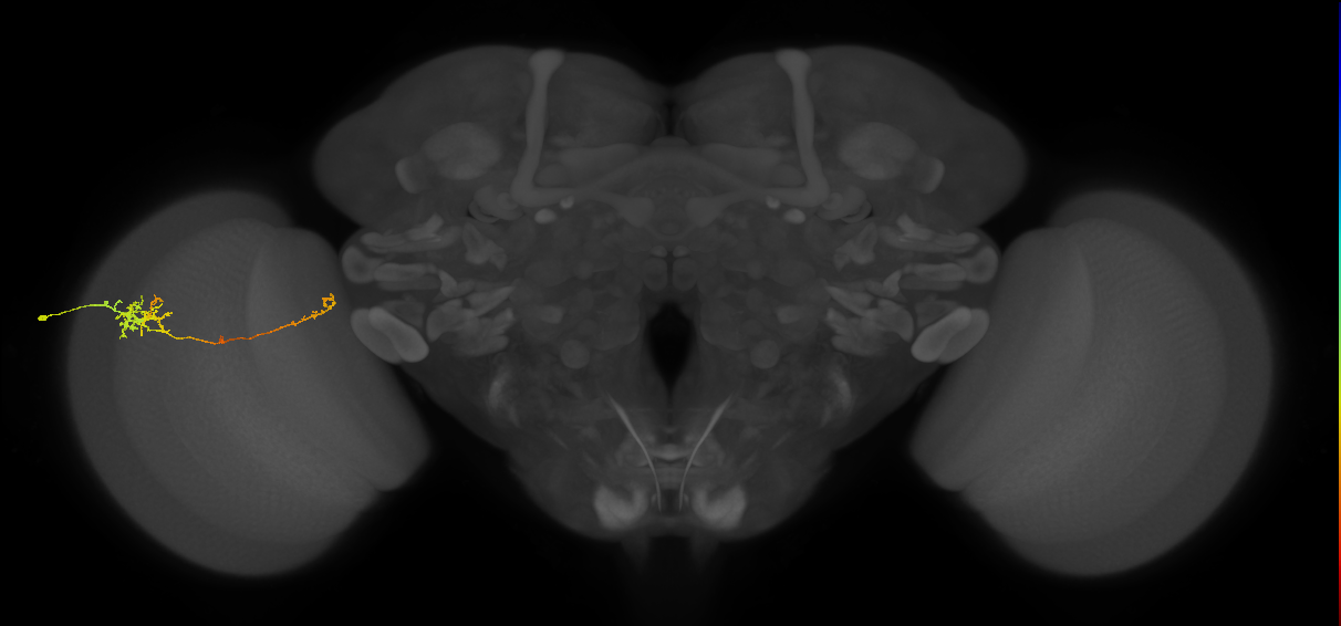 TmY10_L (MaleCNS:534255)