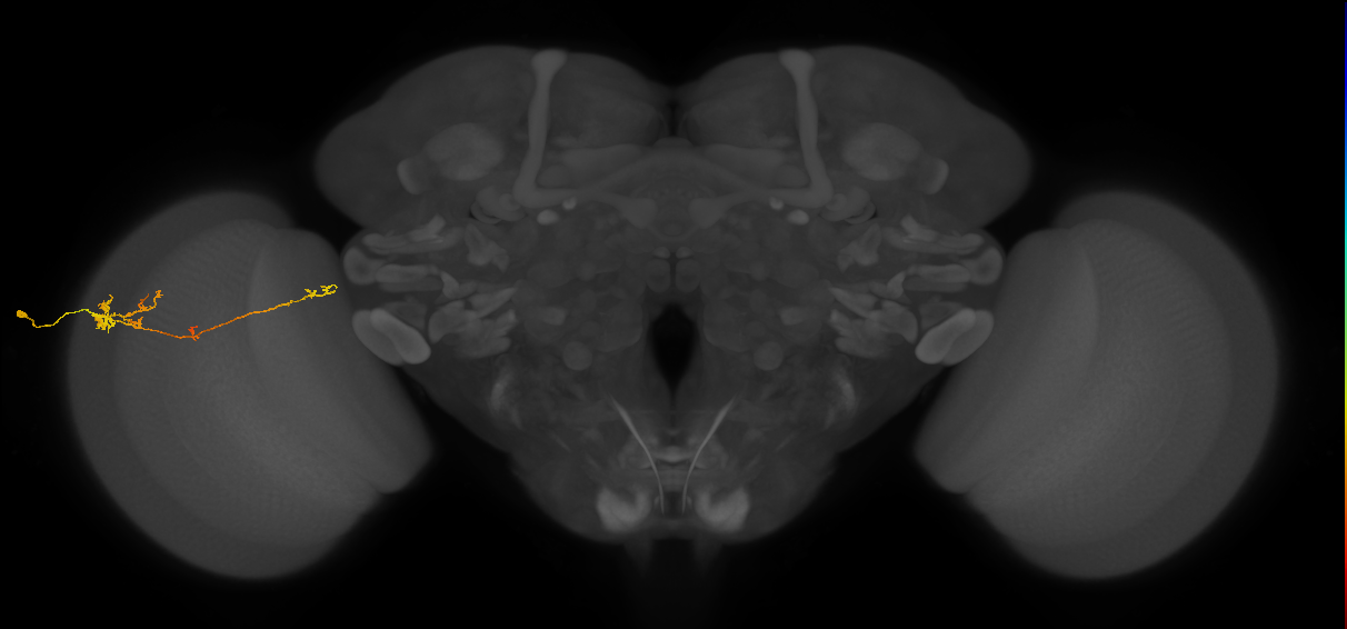 TmY10_L (MaleCNS:74534)