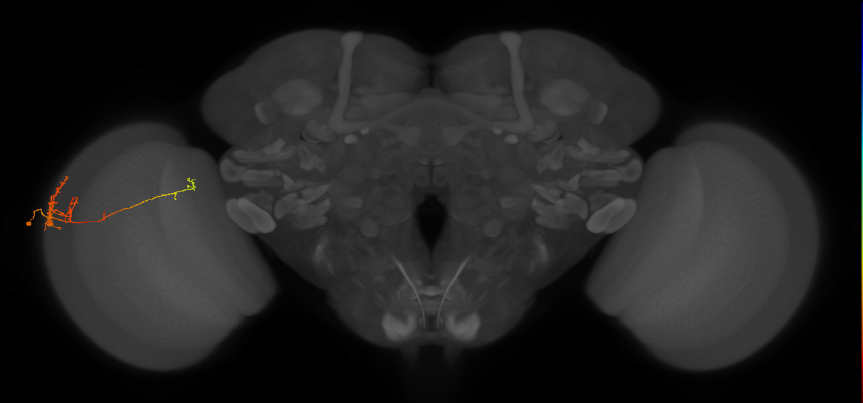 TmY10_L (MaleCNS:29299)
