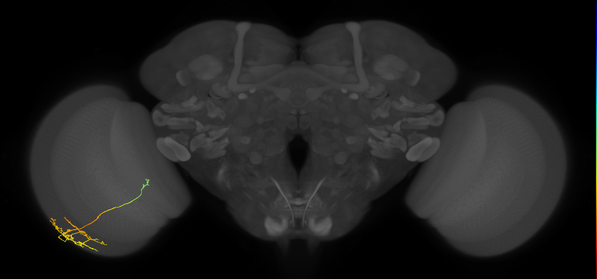 TmY10_L (MaleCNS:542894)