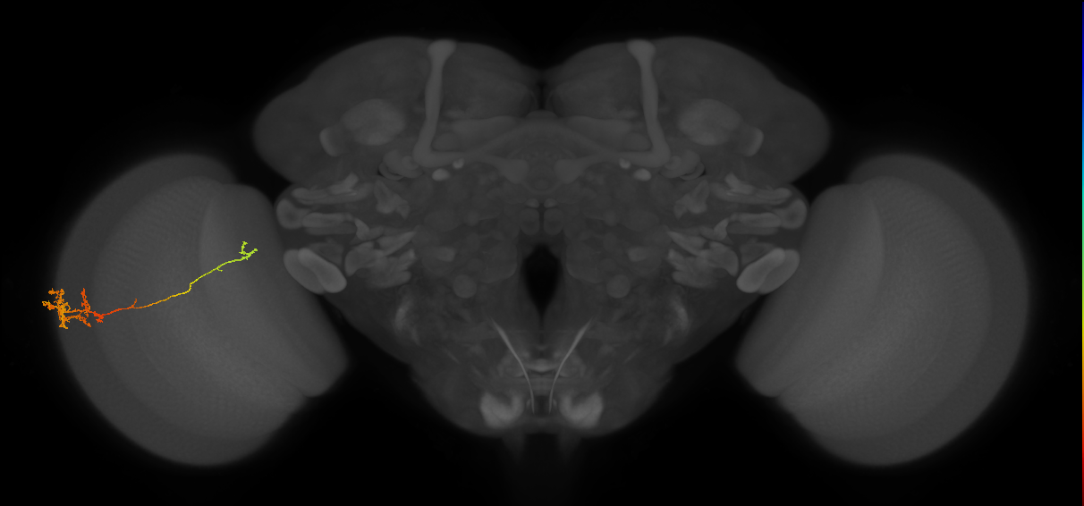 TmY10_L (MaleCNS:16406)