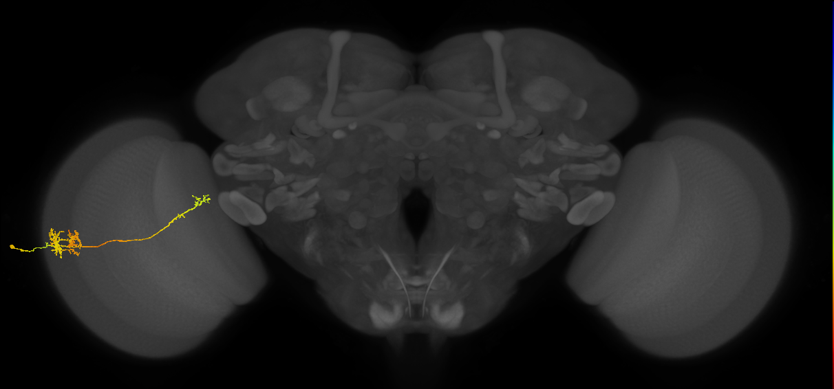 TmY10_L (MaleCNS:518267)