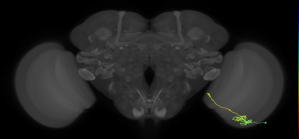 TmY10_R (MaleCNS:59629)