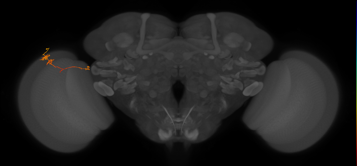 TmY10_L (MaleCNS:54721)
