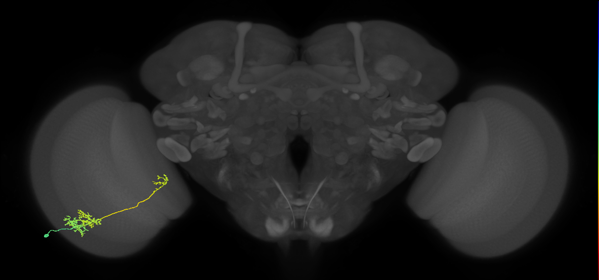 TmY10_L (MaleCNS:517207)