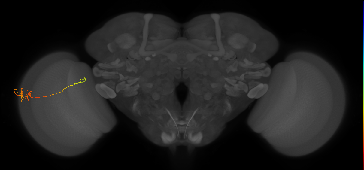 TmY10_L (MaleCNS:529874)
