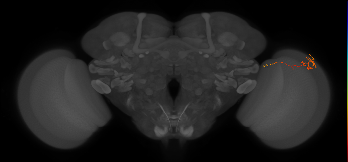 TmY10_R (MaleCNS:122253)