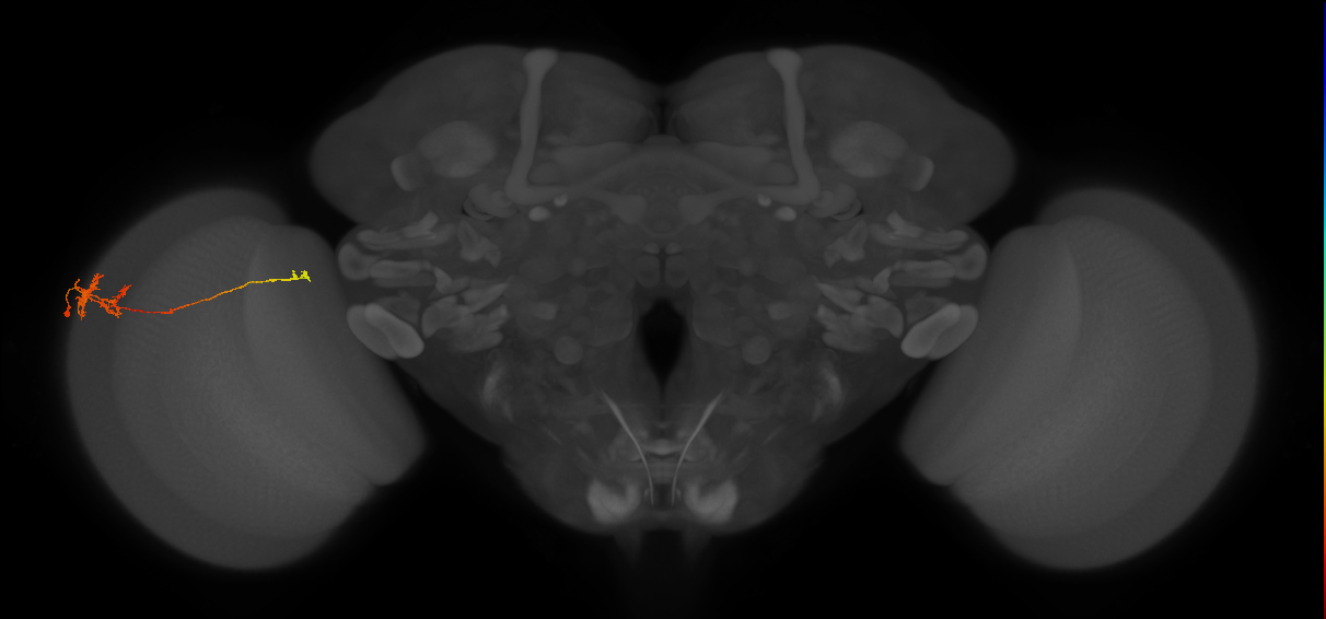 TmY10_L (MaleCNS:518641)