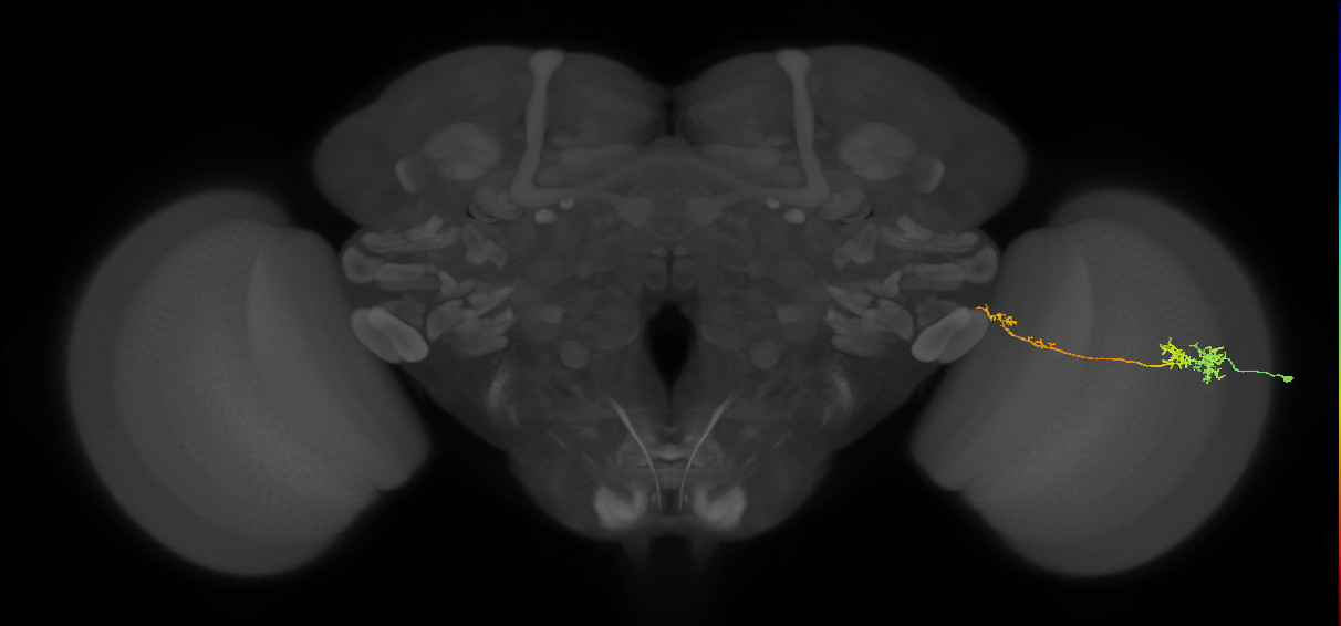 TmY10_R (MaleCNS:89942)