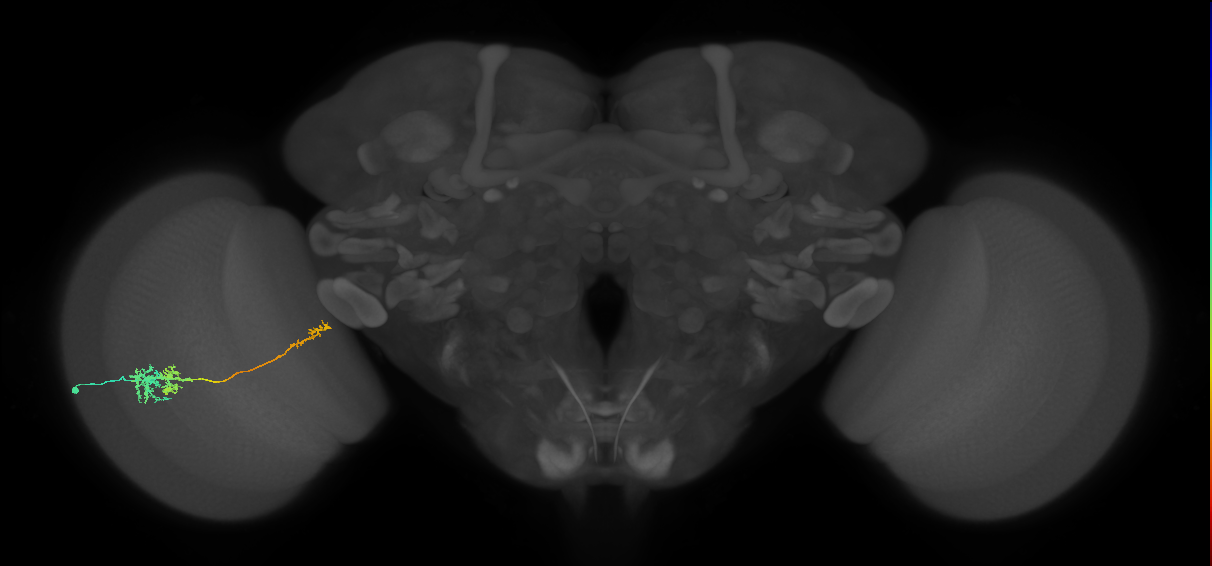 TmY10_L (MaleCNS:512168)
