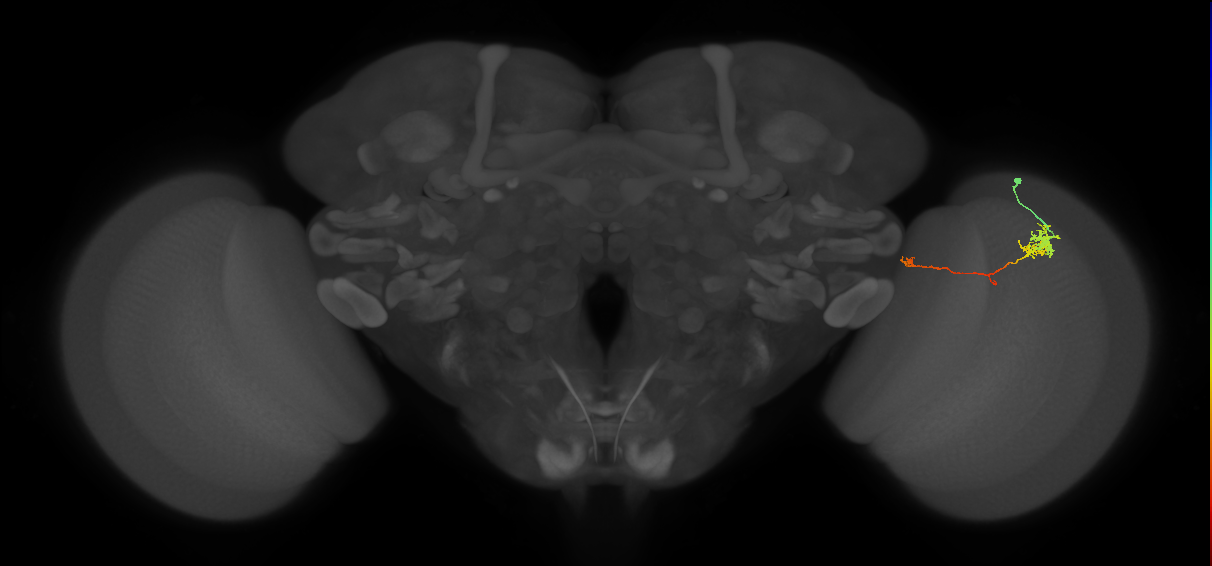 TmY10_R (MaleCNS:101094)