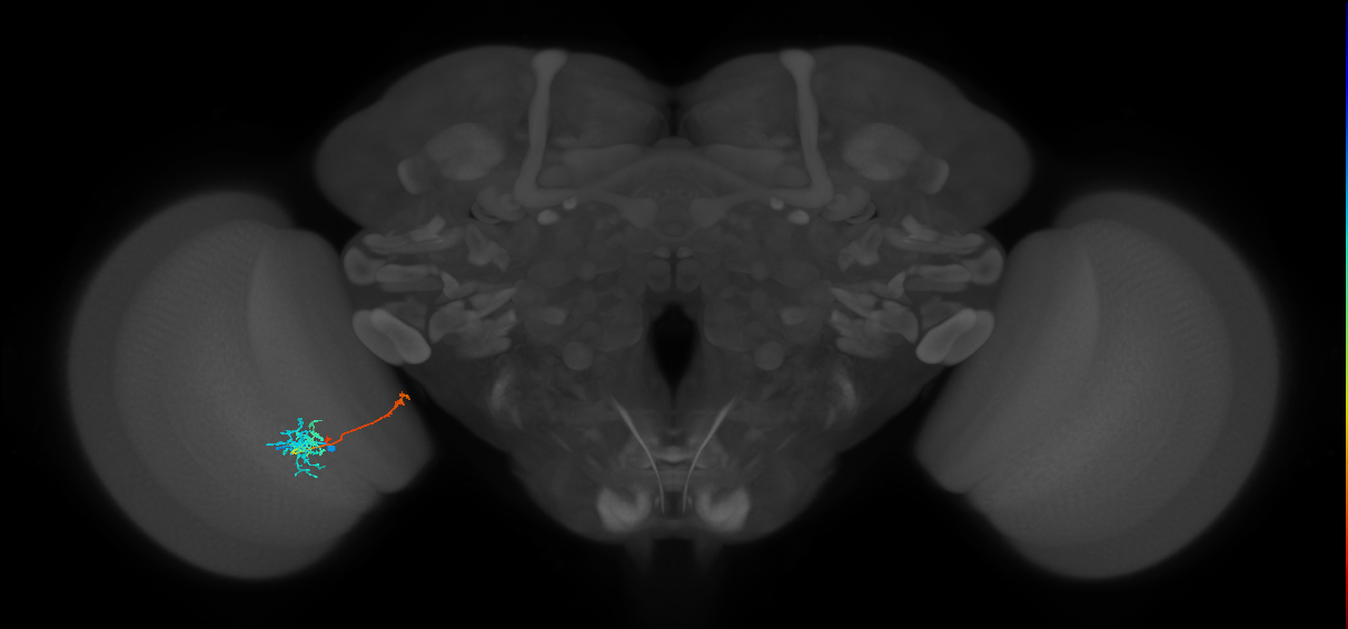 TmY10_L (MaleCNS:609240627)
