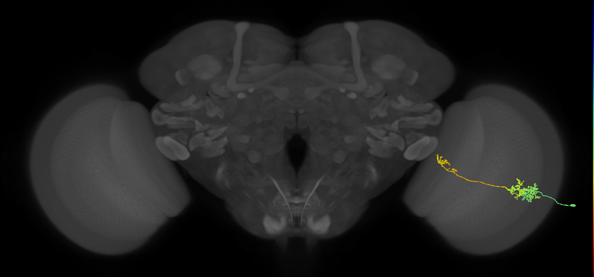 TmY10_R (MaleCNS:47625)