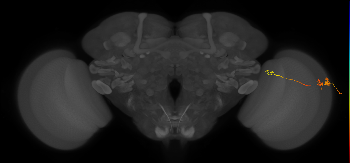 TmY10_R (MaleCNS:83865)