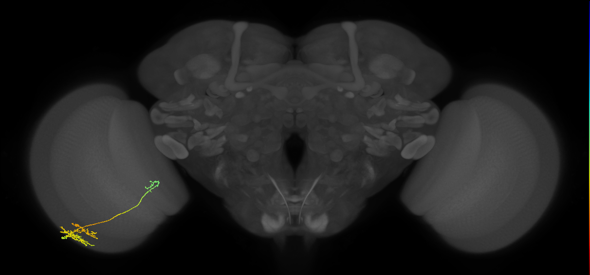 TmY10_L (MaleCNS:41649)