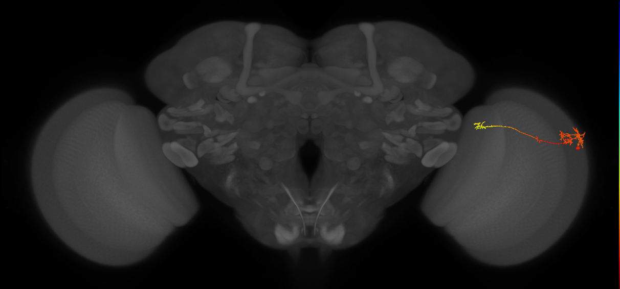 TmY10_R (MaleCNS:77362)