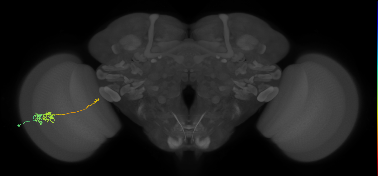 TmY10_L (MaleCNS:67732)