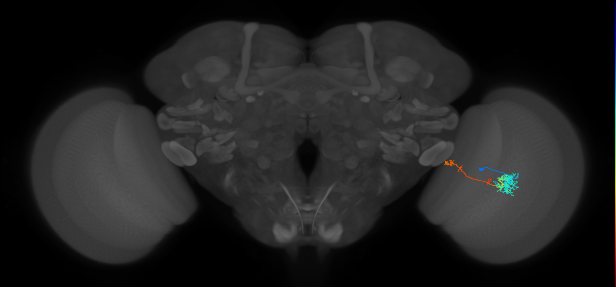TmY10_R (MaleCNS:50956)