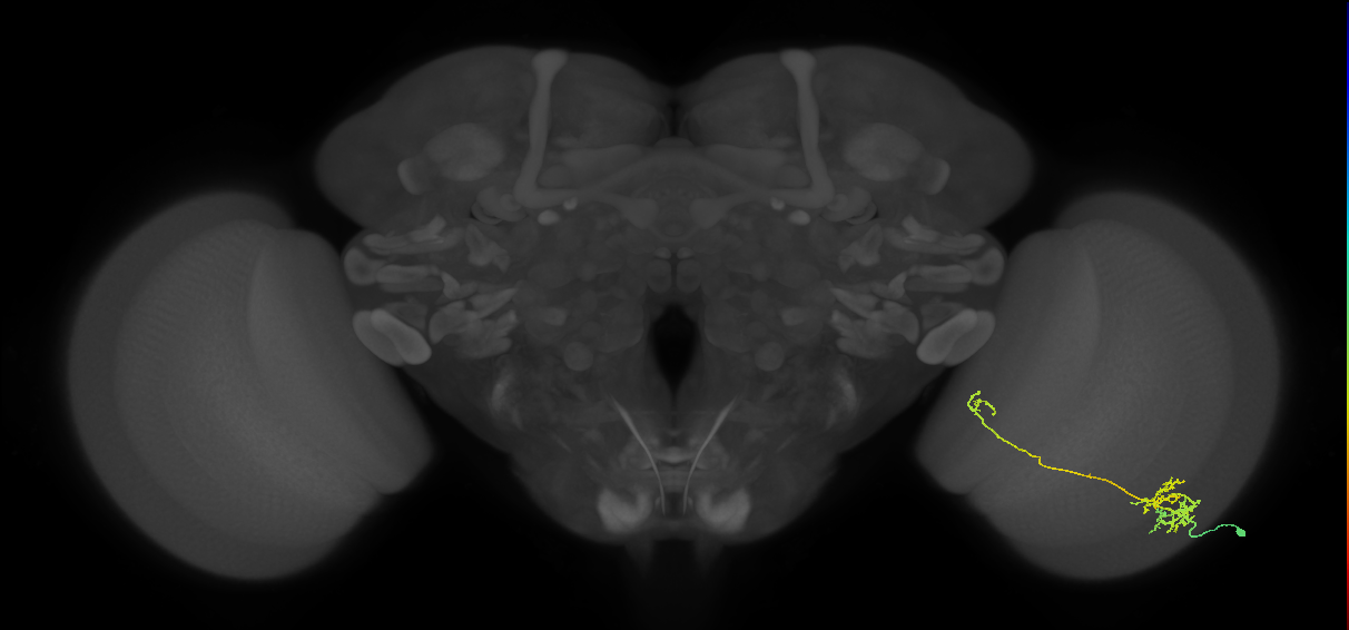 TmY10_R (MaleCNS:49540)