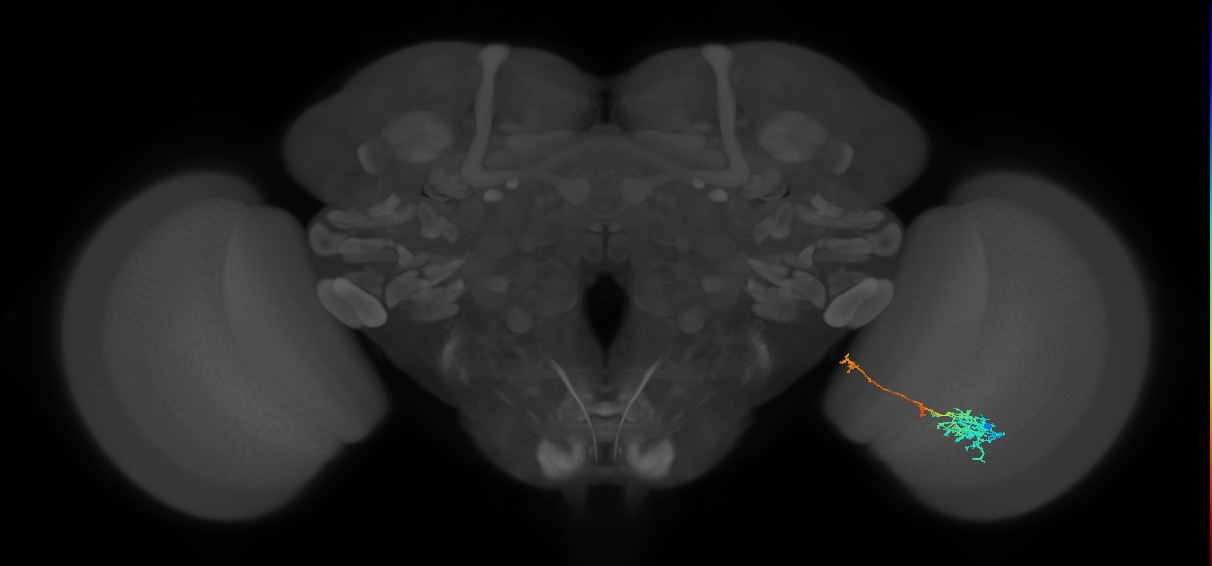 TmY10_R (MaleCNS:65593)